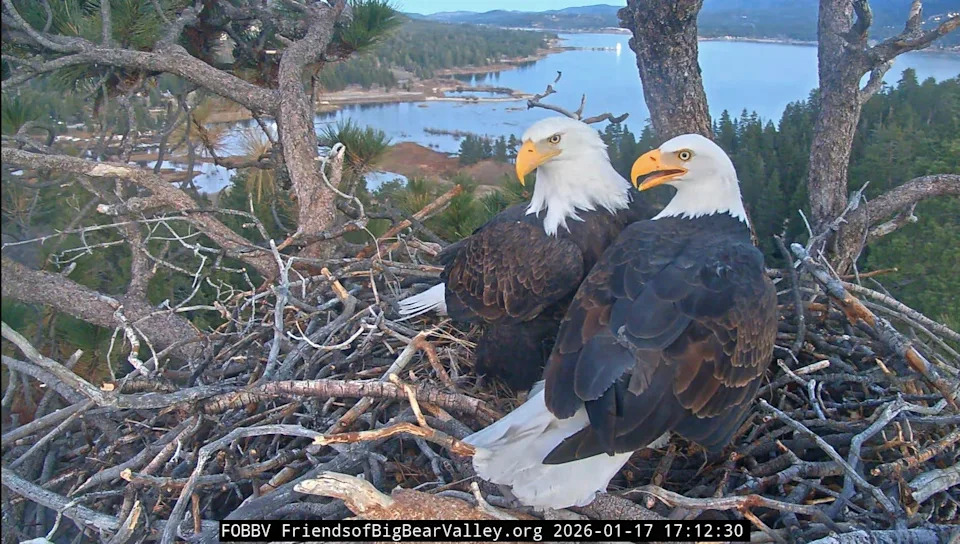 Big Bear Lake eagle couple, Jackie and Shadow, await their first egg of 2026, which arrived nearly a week later on Friday, Jan. 23.