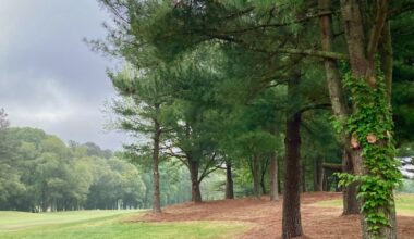Tree work in winter a perennial golf course project 