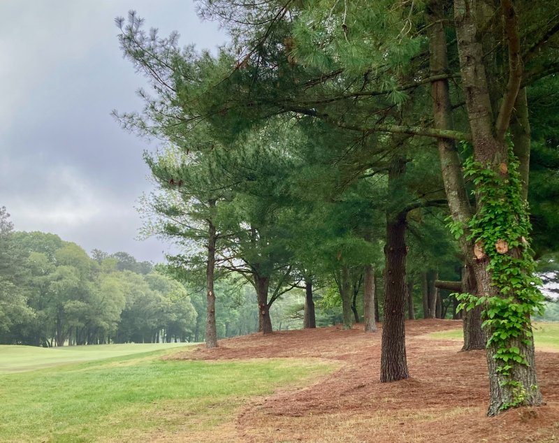 Tree work in winter a perennial golf course project 