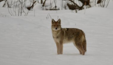 Why do Maine deer hunters hate coyotes?