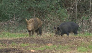 Big Lake, other WMAs to close for feral hog control
