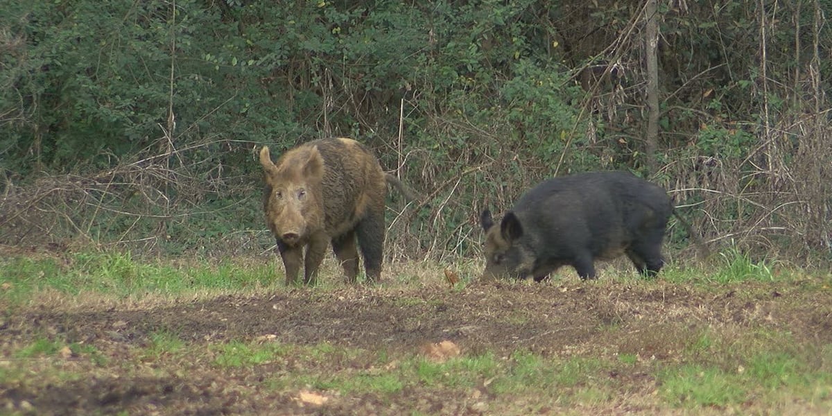 Big Lake, other WMAs to close for feral hog control