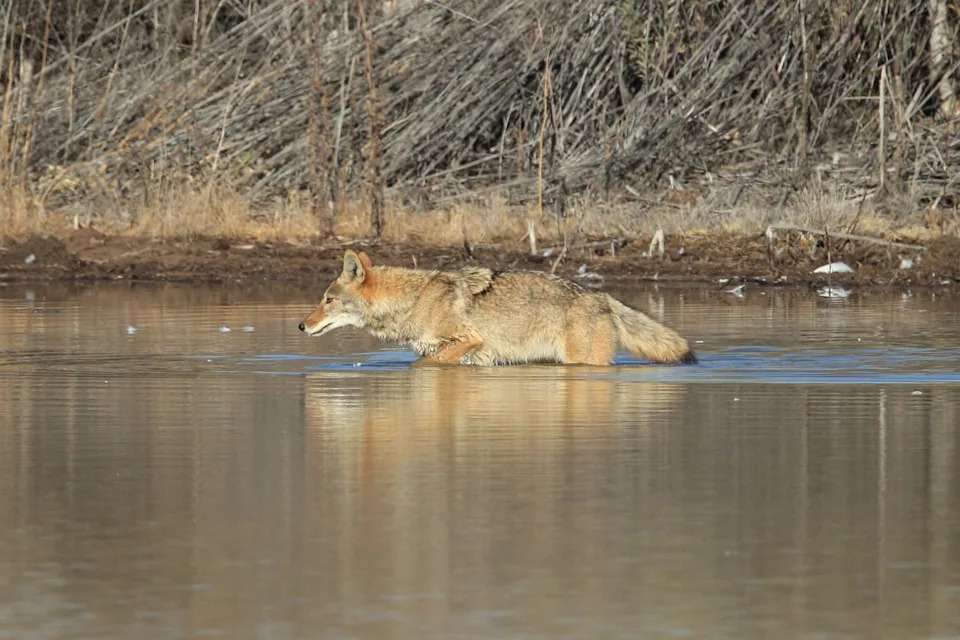 Getty Coyote(s) in Bosque del Apache national wildlife refuge.