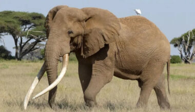 Craig the beer-ambassador elephant dies aged 54