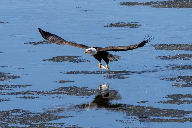 Check out these stunning photos of bald eagles in downtown Des Moines check out these stunning photos of bald eagles in downtown des moines