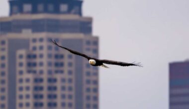 Bald eagles spotted in downtown Des Moines