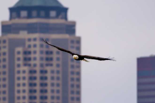 Check out these stunning photos of bald eagles in downtown Des Moines check out these stunning photos of bald eagles in downtown des moines