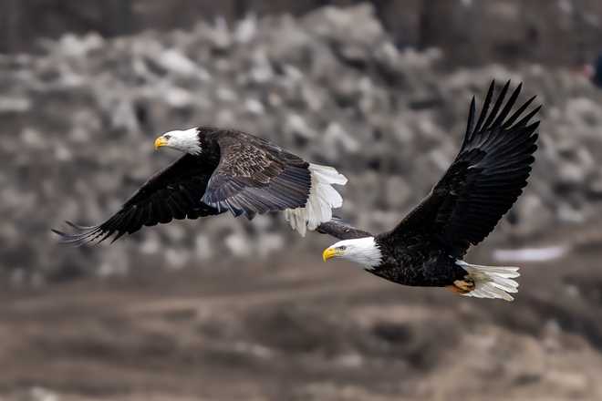 Check out these stunning photos of bald eagles in downtown Des Moines check out these stunning photos of bald eagles in downtown des moines
