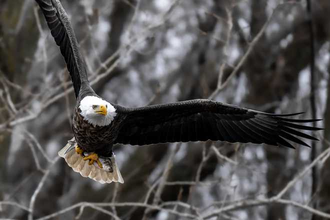 Check out these stunning photos of bald eagles in downtown Des Moines check out these stunning photos of bald eagles in downtown des moines