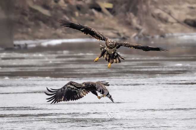 Check out these stunning photos of bald eagles in downtown Des Moines check out these stunning photos of bald eagles in downtown des moines