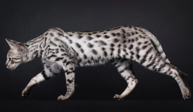 Yahoo lifestyle home