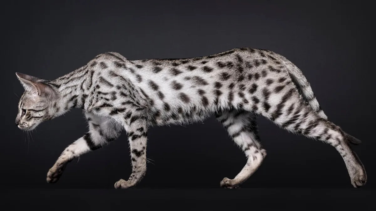 Yahoo lifestyle home