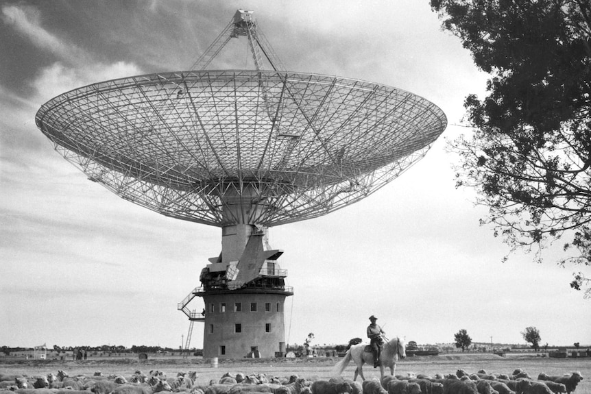 A black and white photo of sheep in a paddock next the Parkes telescope.