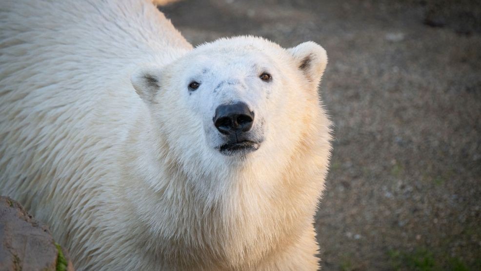 Male polar bear Kallik in Polar Passage. © Oregon Zoo / photo by Michael Durham.
