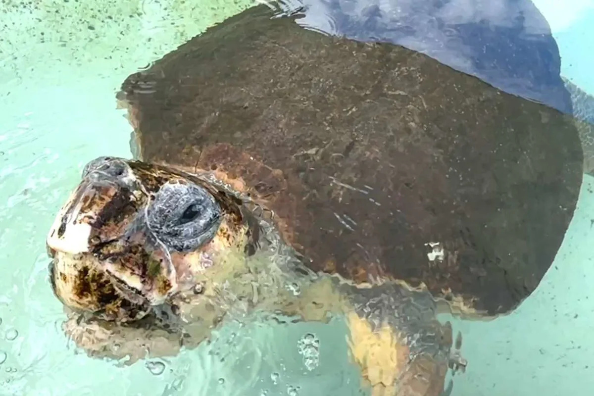 Sea Turtle Rescued After Predator Attack Returns to the Wild as a 3-Finned Pioneer