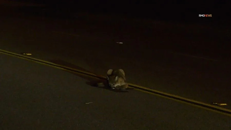 An injured mountain lion cub is seen in the roadway in Castaic before running off. January 2026. (RMG)