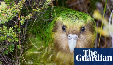 Berry nice to meet you: bumper fruit crop could lead to huge mating season for NZ’s endangered kākāpō | New Zealand