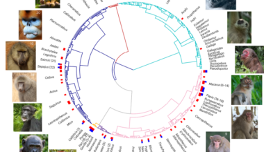 Ecological and social pressures drive same-sex sexual behaviour in non-human primates