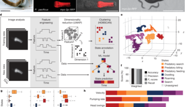 Predatory aggression evolved through adaptations to noradrenergic circuits