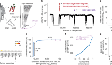 Population-scale sequencing resolves determinants of persistent EBV DNA