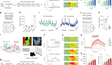 Cholinergic modulation of dopamine release drives effortful behaviour