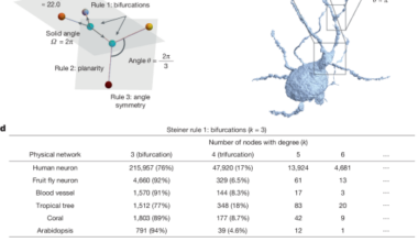 Surface optimization governs the local design of physical networks