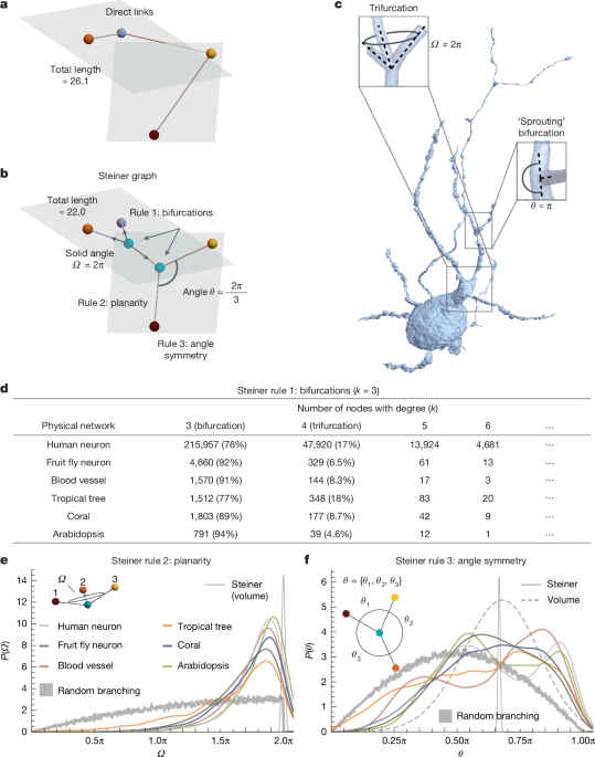 Surface optimization governs the local design of physical networks