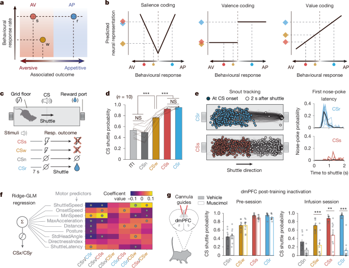 Prefrontal neural geometry of learned cues guides motivated behaviours