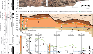 Early hominins from Morocco basal to the Homo sapiens lineage
