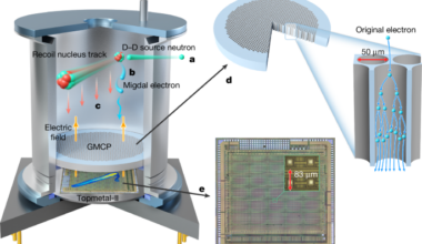 Direct observation of the Migdal effect induced by neutron bombardment
