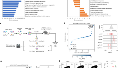 The ubiquitin ligase KLHL6 drives resistance to CD8+ T cell dysfunction