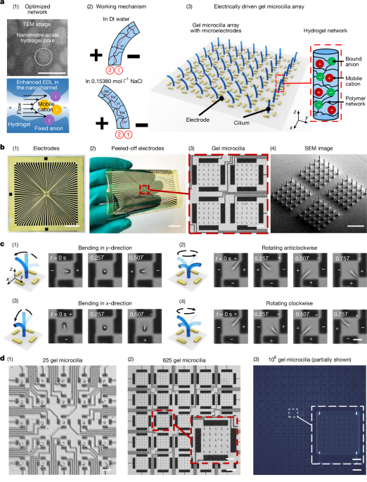 3D-printed low-voltage-driven ciliary hydrogel microactuators