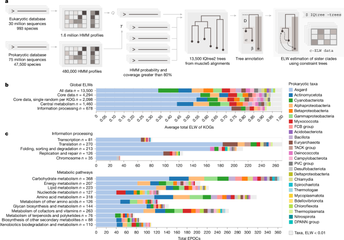 Dominant contribution of Asgard archaea to eukaryogenesis