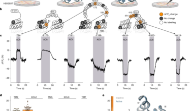Ligand-specific activation trajectories dictate GPCR signalling in cells