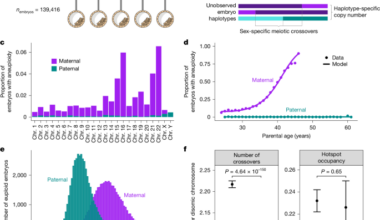 Common variation in meiosis genes shapes human recombination and aneuploidy