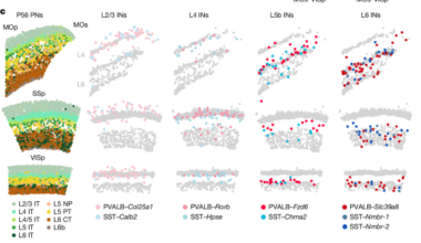 Pyramidal neurons proportionately alter cortical interneuron subtypes