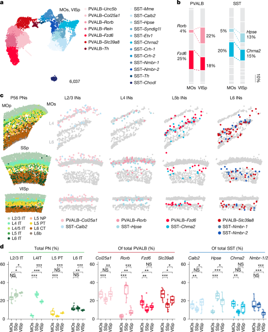 Pyramidal neurons proportionately alter cortical interneuron subtypes