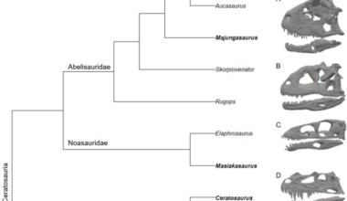 Southern hemisphere ceratosaurs evolved feeding mechanics paralleling those of Northern hemisphere tyrannosaurids