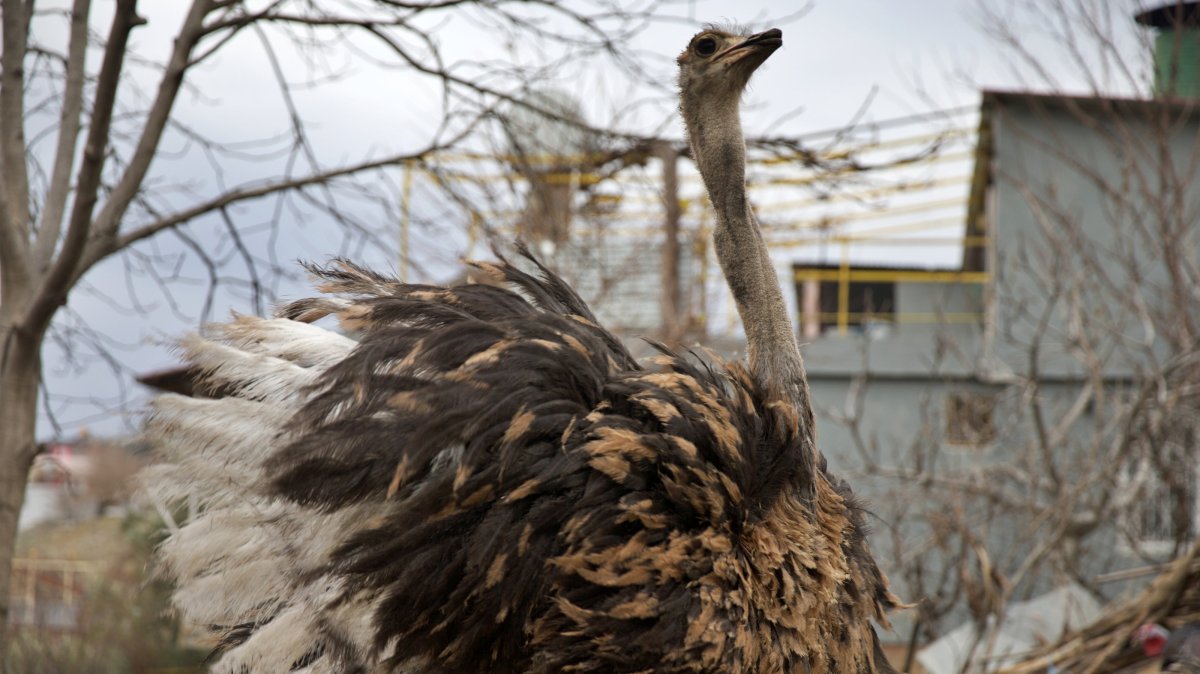 Turkish man turns gifted ostriches into business plan
