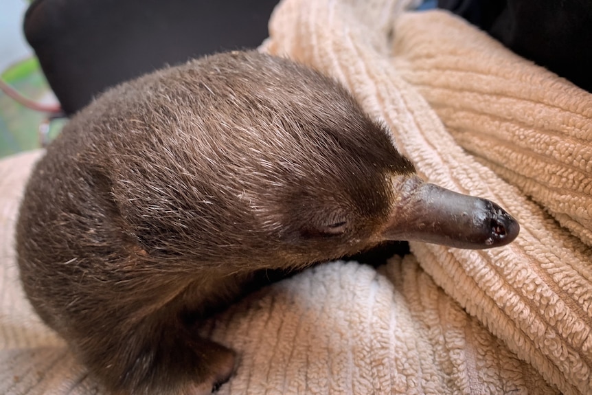 A young echidna with soft brown hair rests with its eyes closed.