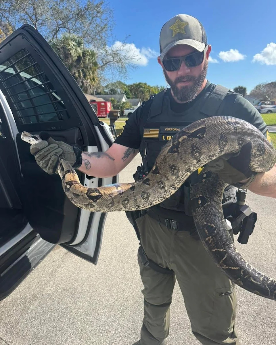 Indian River County Sheriff’s Cpl. Trevor Kramer came to the rescue of a woman who called 911 about a big snake in her yard on Fourth Lane Jan. 25, 2026. He snagged this 9-foot red-tailed boa constrictor.