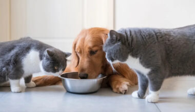 Yahoo lifestyle home