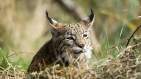 RZSS A close up of a lynx. The cat is light brown in colour with darker markings including stripes on its face. The lynx has black tufts on the end of its ears.