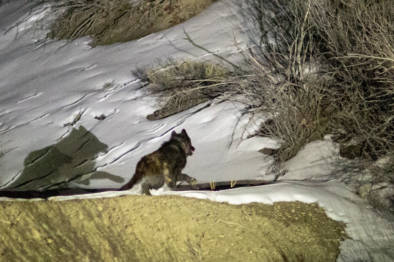 A gray wolf with black markings crosses a snowy area into a patch of shrubs.