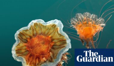 Gelatinous horde of red stinging jellyfish washes into Melbourne beaches | Environment