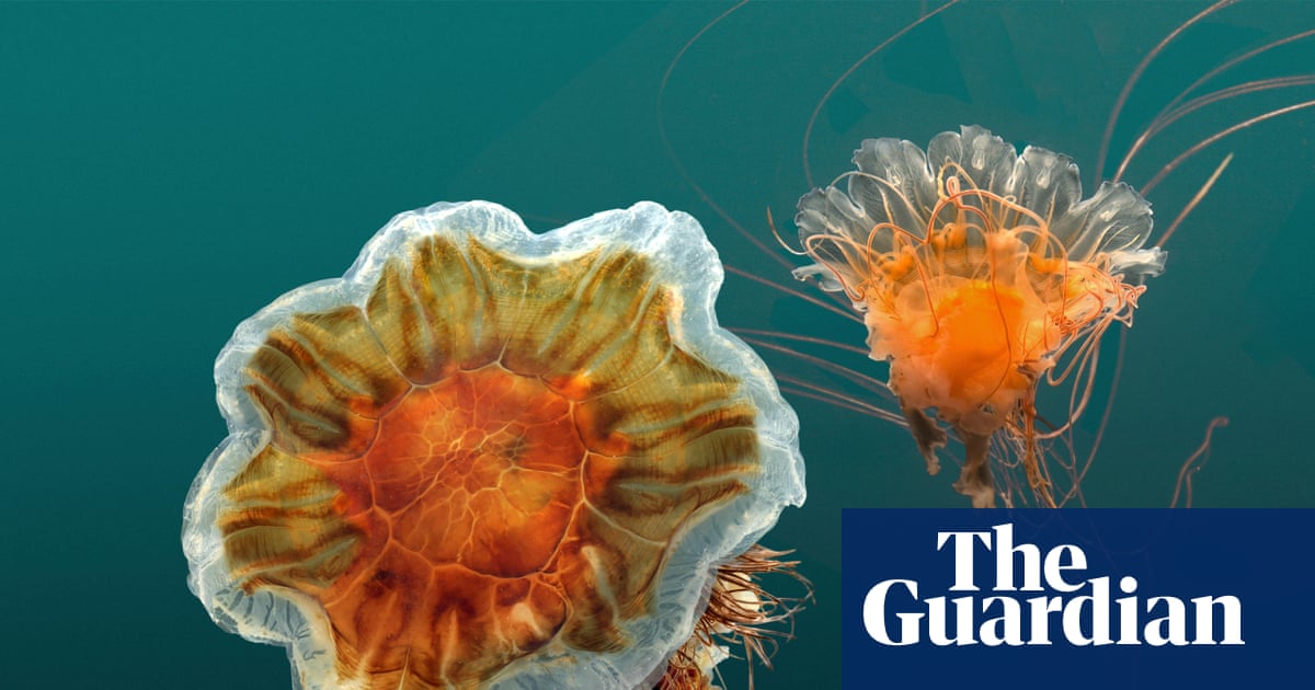 Gelatinous horde of red stinging jellyfish washes into Melbourne beaches | Environment