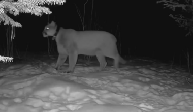Cougar spotted in Weston backyard during early morning journey