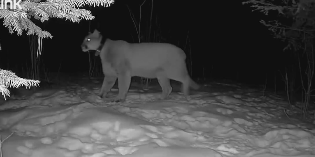 Cougar spotted in Weston backyard during early morning journey