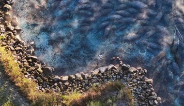 Manatees crowd Three Sisters Springs to escape the Florida cold - Tampa Bay Times