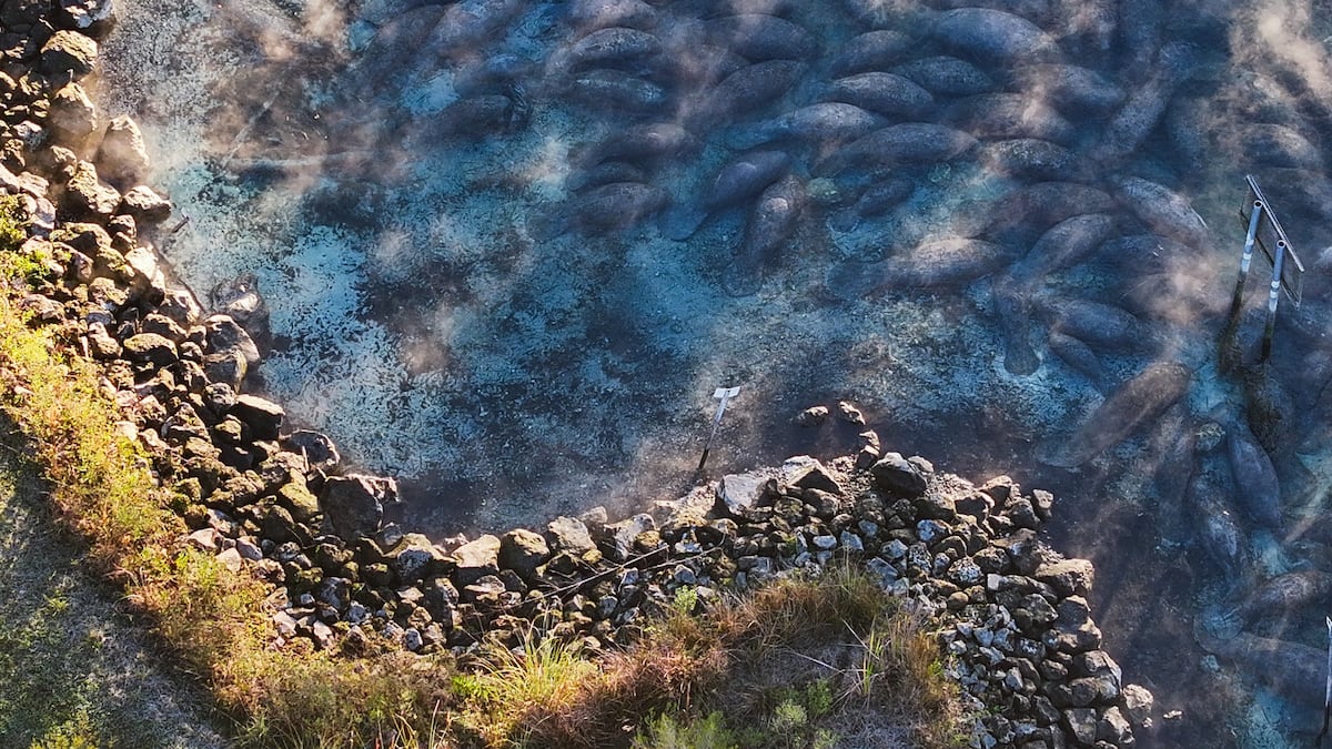 Manatees crowd Three Sisters Springs to escape the Florida cold - Tampa Bay Times